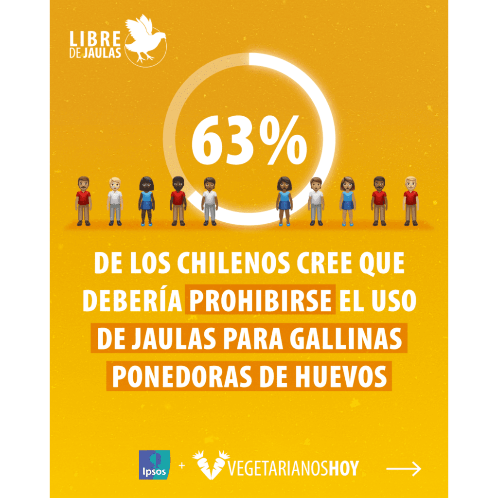 Ipsos Chile: El 63% de los chilenos cree que debería “prohibirse” el uso de jaulas para gallinas ponedoras de huevos